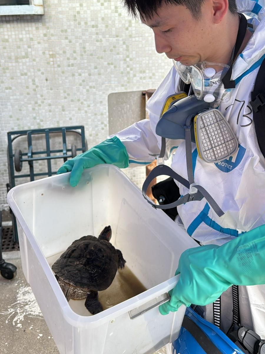 DVIU今日在宏福苑救出4隻龜。