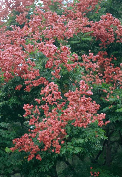 莲花山公园开满栾树花