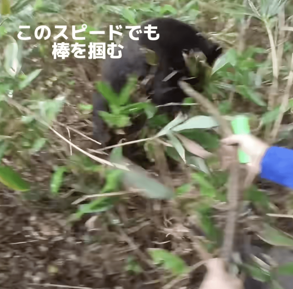 2023年9月，佐藤诚志在岩手县岩泉町早坂高原附近的山区采集野菇期间，突然遭到一只带着幼崽的母熊正面袭击。