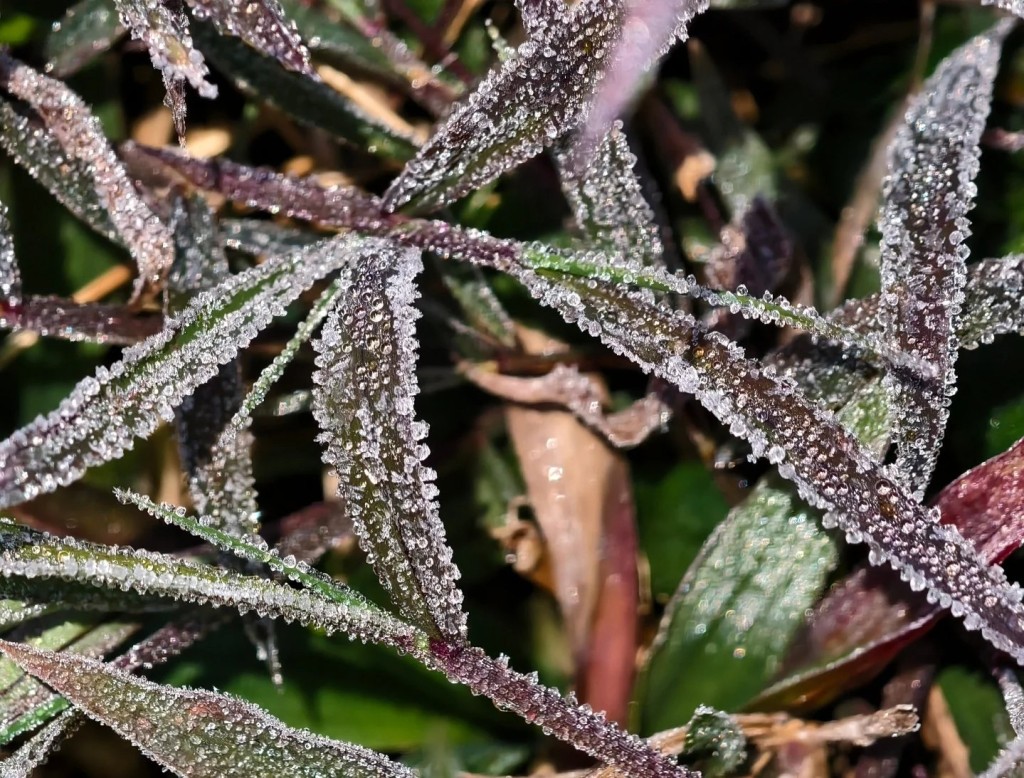 攝：Kwok Yee Shan / 2026年1月8日 / 粉嶺丹竹坑@天文台FB圖片