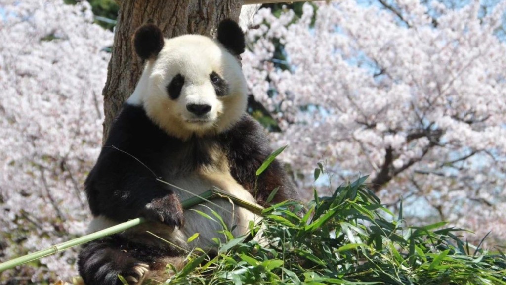 29岁旅日大熊猫「爽爽」因严重心脏去世。