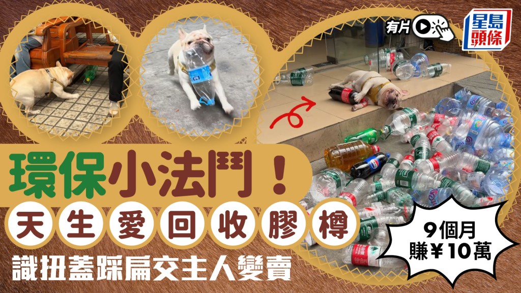 得意狗狗化身環保先鋒  靠拾膠樽9個月間存款¥1萬變10萬︱有片