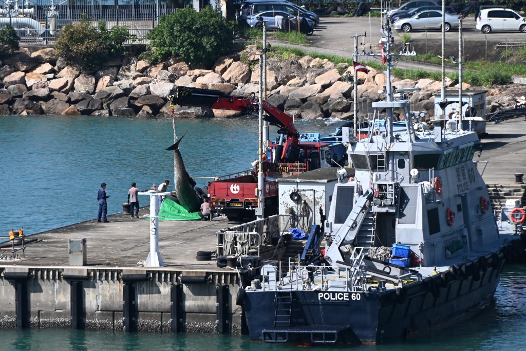 吊臂車在大欖水警基地運走鯨屍，送交漁護署海岸公園管理站解剖。