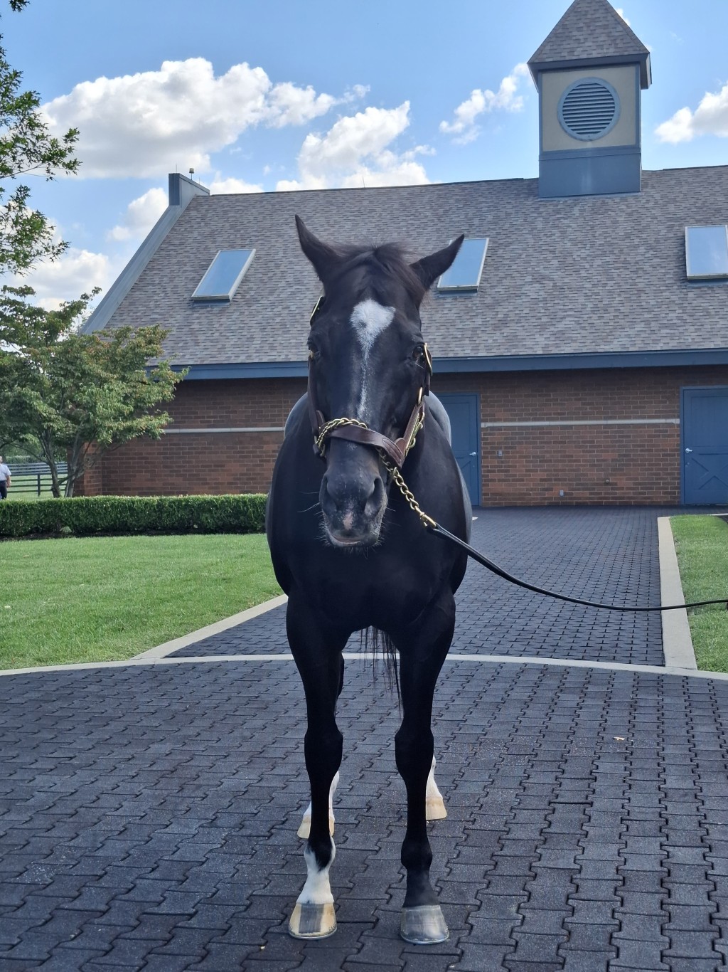 二十五歲的Medaglia d'Oro「金獎章」，依然健康良好。