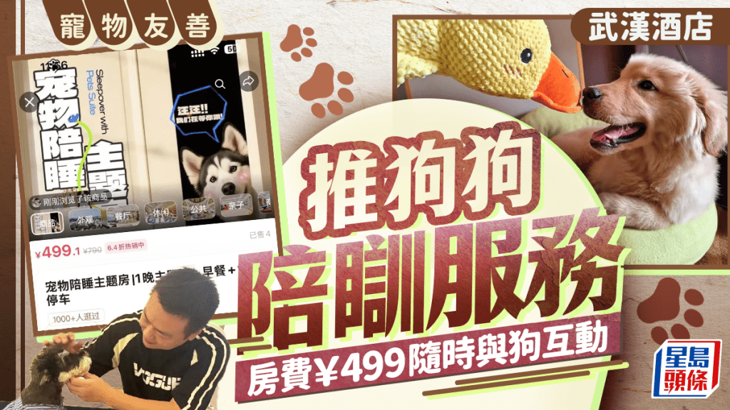 狗狗去打工︱武漢酒店推陪睡服務 房費¥499有狗同眠