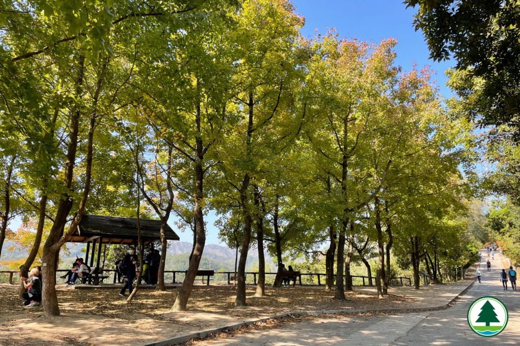 漁護署跟新大棠楓香林紅葉指數。香港郊野公園FB