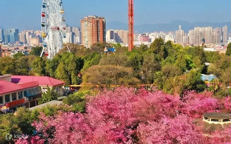 盛开时形成粉红隧道与花海景观。