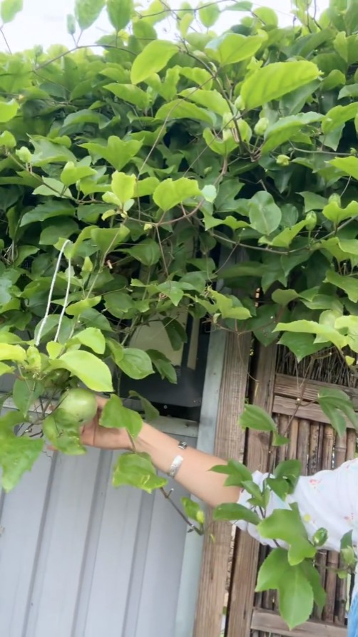 杨卓娜分享到农场看种植成果的影片。
