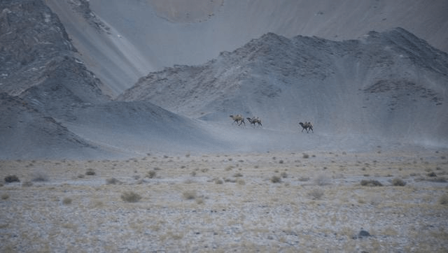 车队擅闯新疆野骆驼保护区闯大祸。资料图片