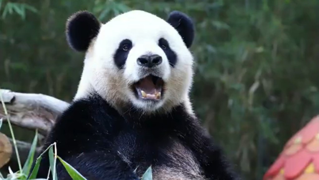 網傳山東大熊貓銀柯消瘦及出現乞食情況。 網圖