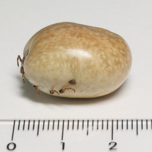 吸血後的雌性龜形花蜱成蟲。日本國立傳染病研究所
