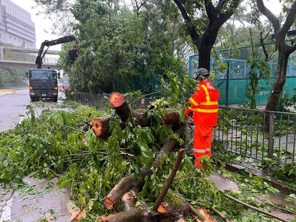樹木管理部門共移除約6000棵已倒塌或有危險的樹木。發展局fb