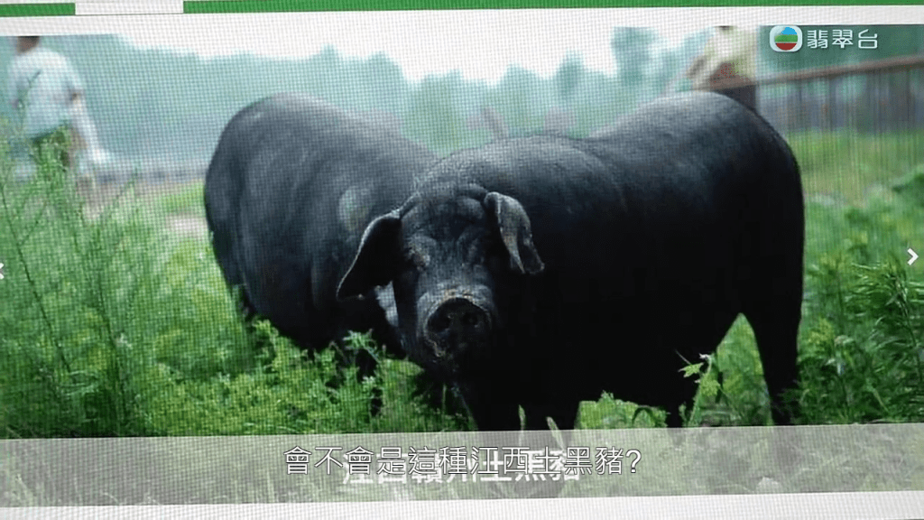 至於翁太投資的「旺旺豬」，疑是被稱為「珍珍豬肉」的「江西土黑豬」。