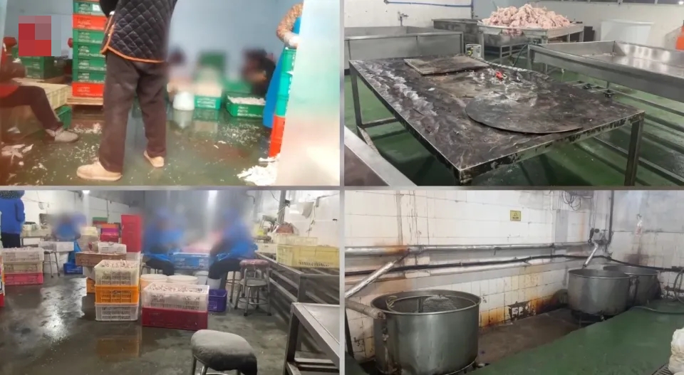 内地黑心凤爪以双氧水漂白,厂房虫鼠横行,工人自己不敢吃。 内地黑心凤爪以双氧水漂白,厂房虫鼠横行,工人自己不敢吃。