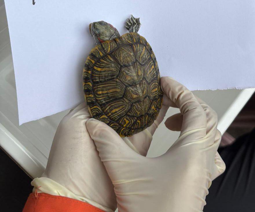 周日共91隻動物由火場內被救出,其中73隻動物生還。愛協提供 周日共91隻動物由火場內被救出,其中73隻動物生還。愛協提供