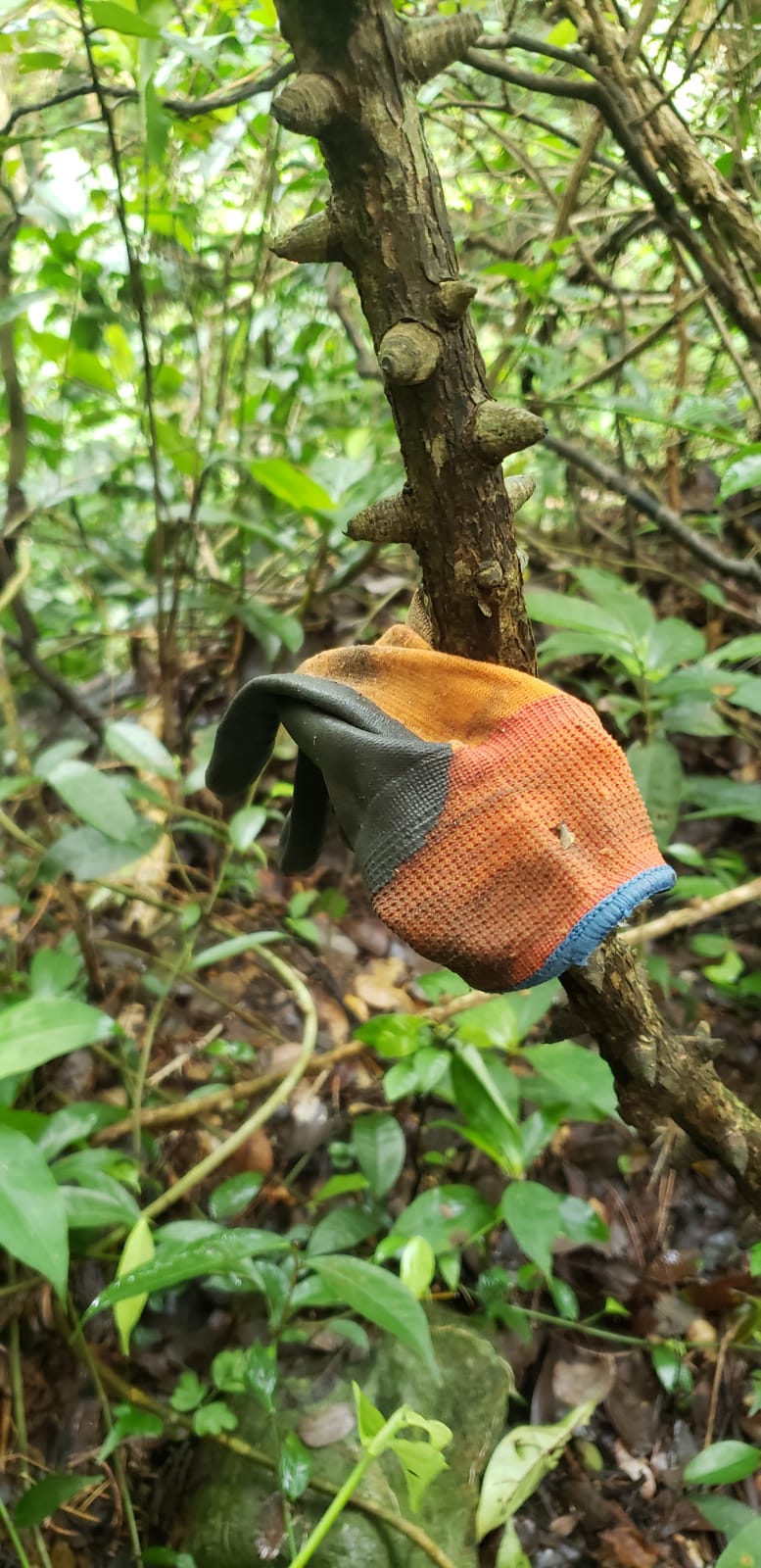 郊野义务搜索队于黄竹山一带的密林发现一只手套，怀疑属于失踪多日的甯国良。郊野义务搜索队提供图片