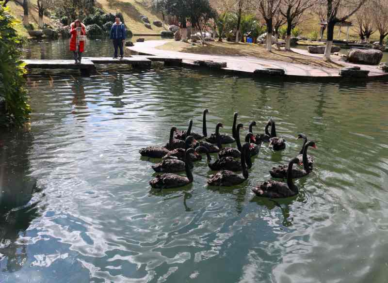 校园天鹅湖内12只黑天鹅被咬死。网图