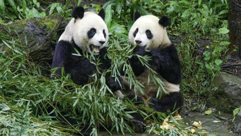 台北動物園大熊貓姊妹體重超標,園方啟動減肥計畫。