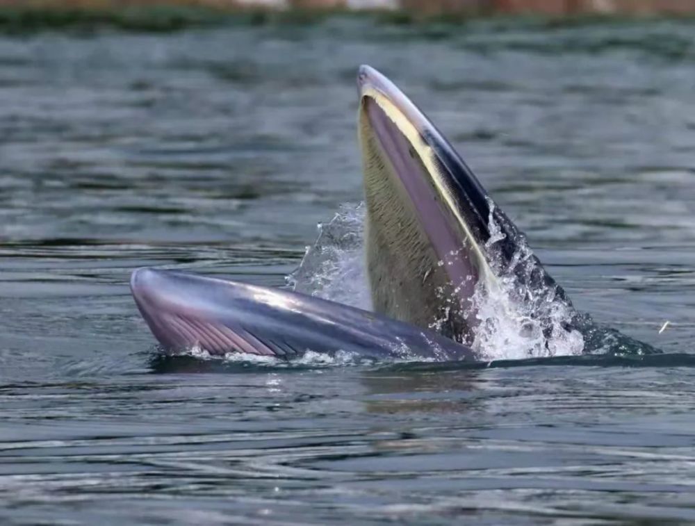 時隔16年再次有小布氏鯨去到深圳大鵬灣。網上圖片
