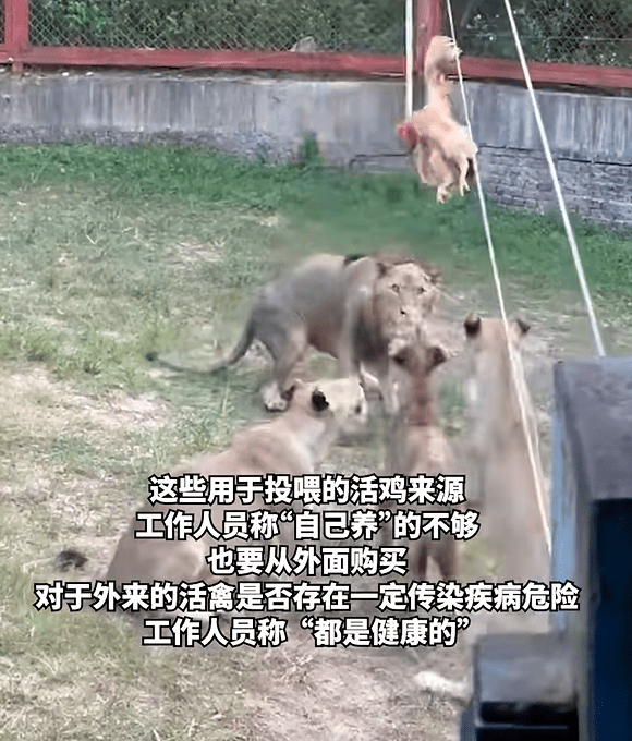 福建动物园活鸡喂猛兽被指血腥，网民斥如同“娱乐玩具”。《澎湃新闻》