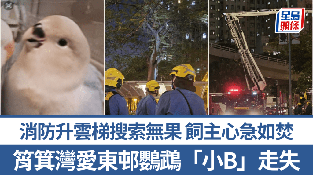 筲箕灣鸚鵡「小B」走失 消防升雲梯搜索無果 飼主憂心:梗係驚佢有事