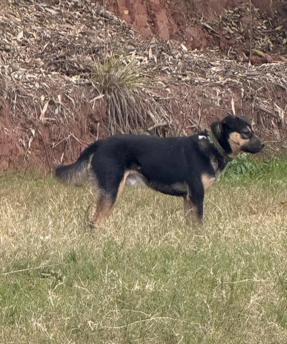 曾參與多次救援任務的搜救犬「黑崽」。