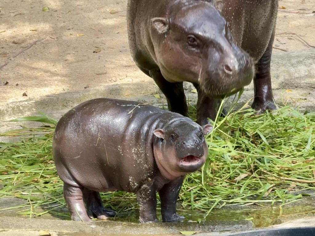 「弹跳猪」与家人一同生活。（FB@Khao Kheow Open Zoo）