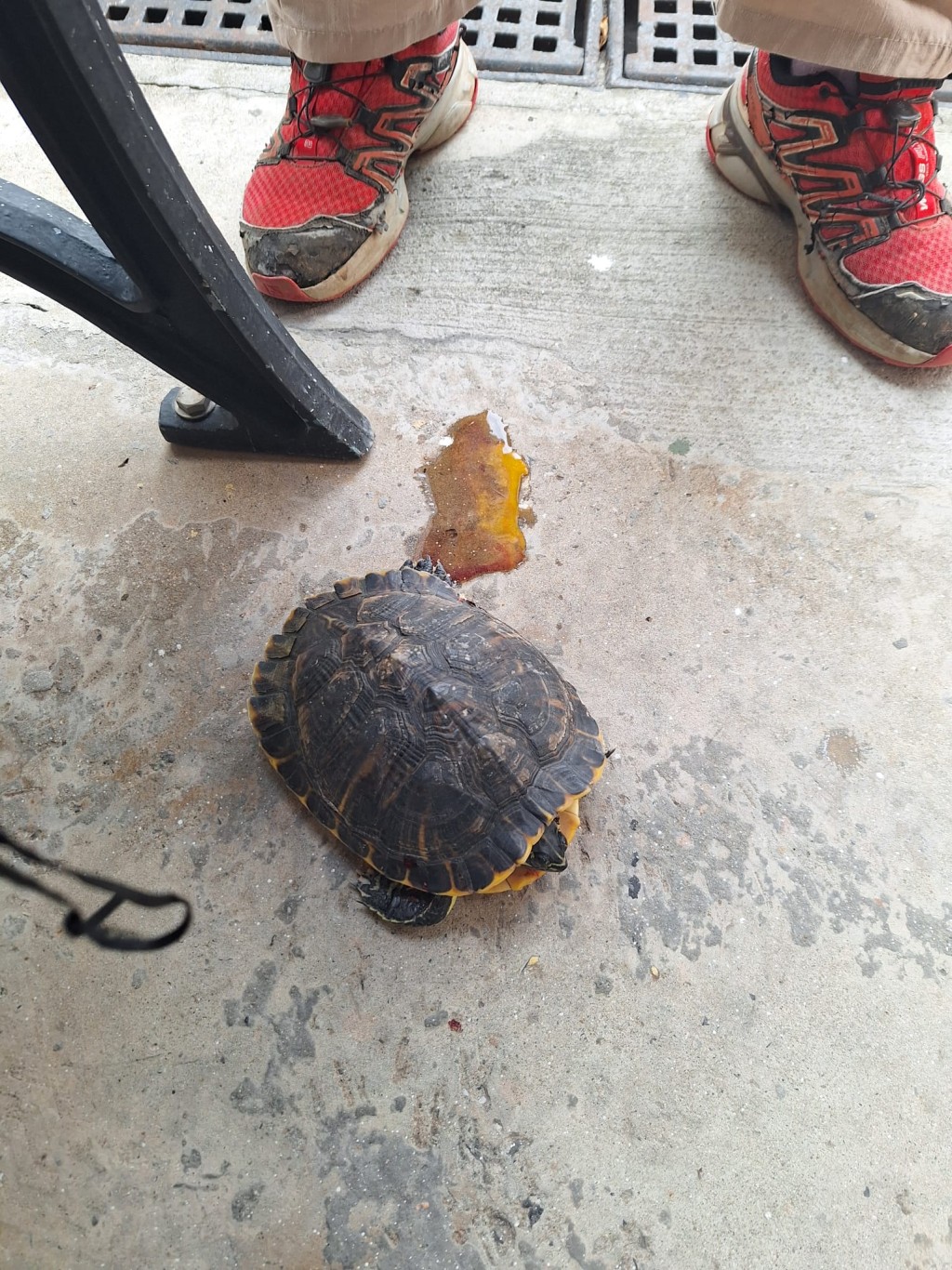 龜隻重創流出液體。街坊胡小姐提供