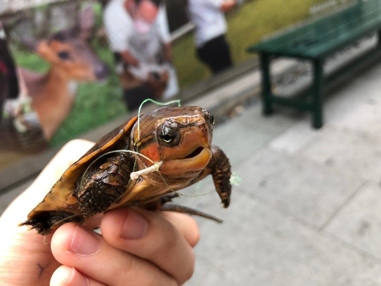 曾有市民发现一只受伤的濒危大头龟，幼龟抵达嘉道理农场暨植物园中心验伤时，口部仍然鈎著捕猎鈎。网上图片