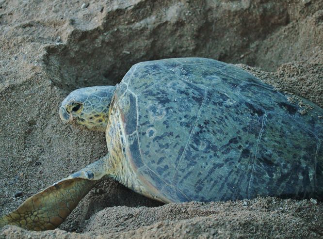 绿海龟是濒危物种，亦是唯一在本港产卵的海龟品种。