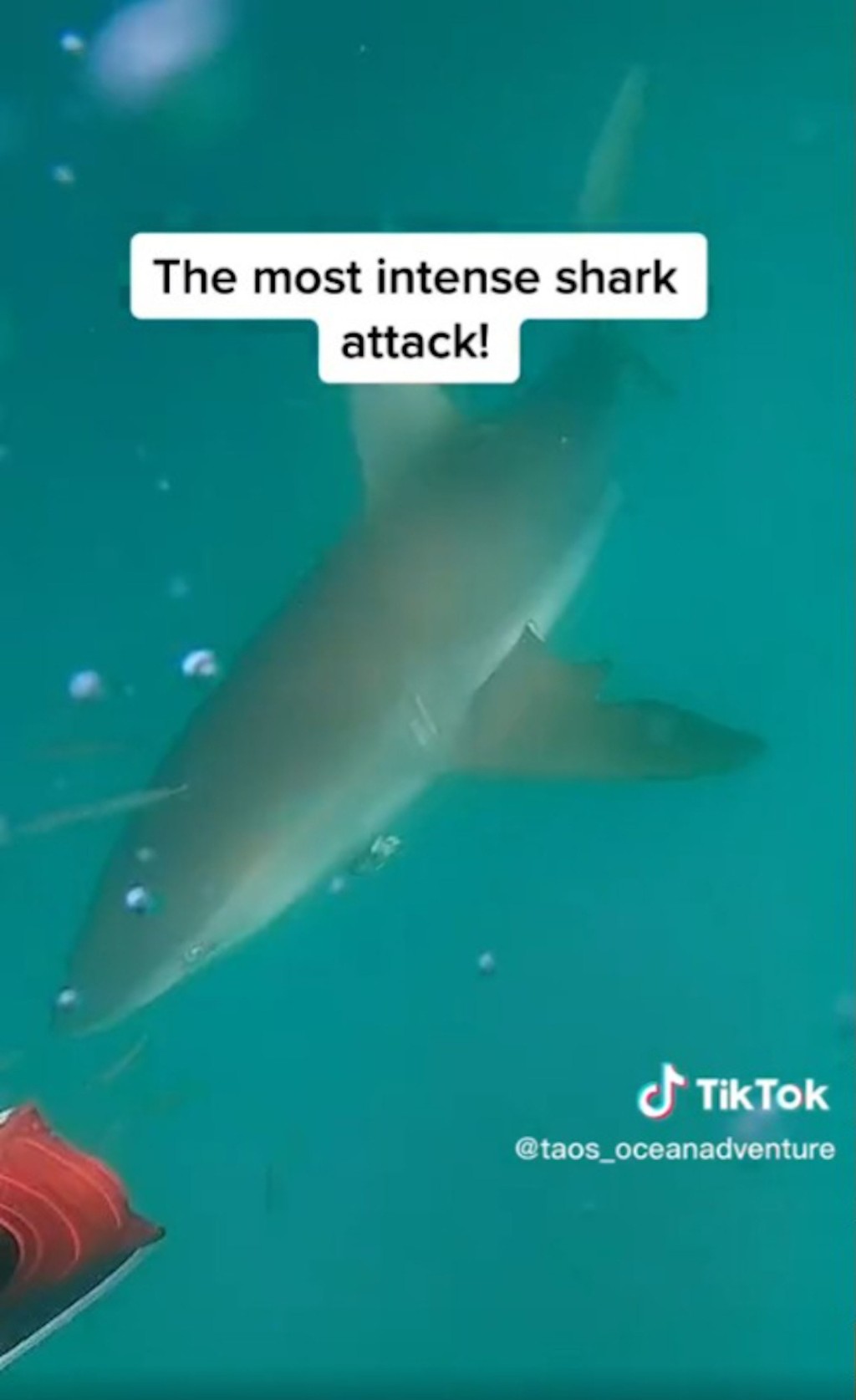 鲨鱼游近男子。taos_oceanadventure TikTok