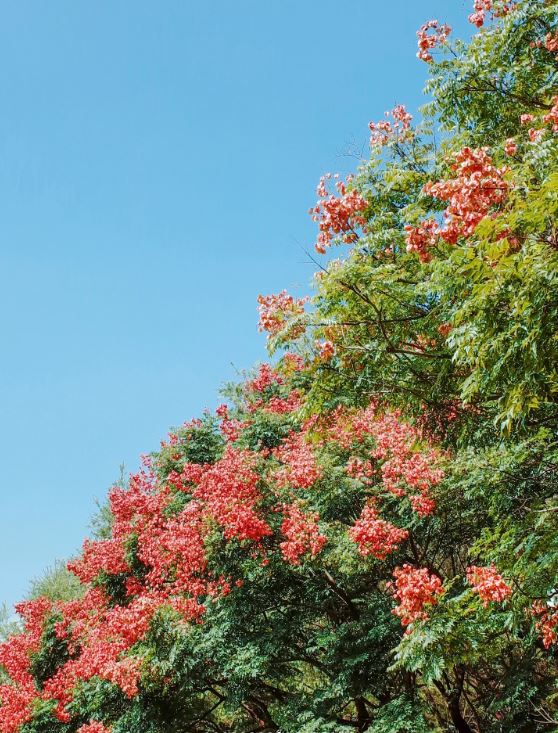 蓮花山公園是賞欒樹花的熱門地方