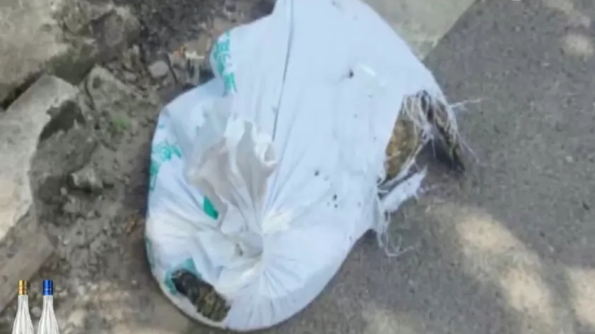 鱷魚第五次掉地,麻包袋的破口更大了。 鱷魚第五次掉地,麻包袋的破口更大了。