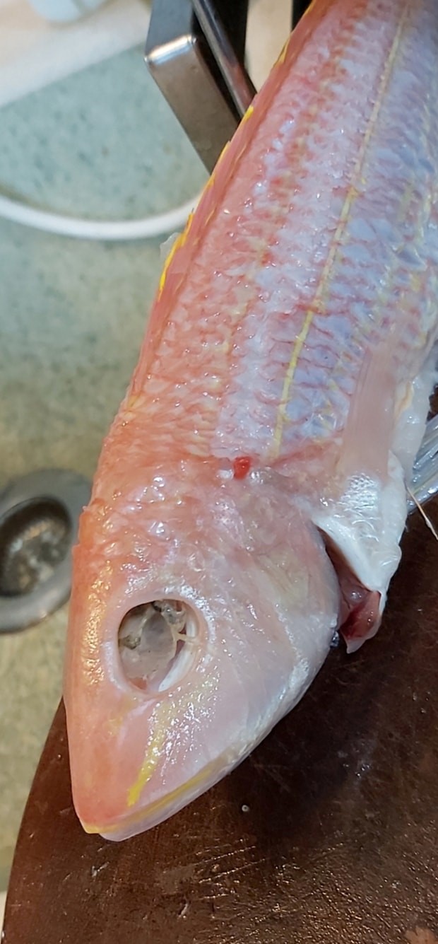 樓主指，原本在大埔街市的一個魚檔選了一條「眼仔碌碌」的紅衫魚。「香港街市魚類海鮮研究社」FB