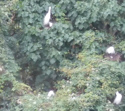 不少鷺鳥在樹上。影片截圖