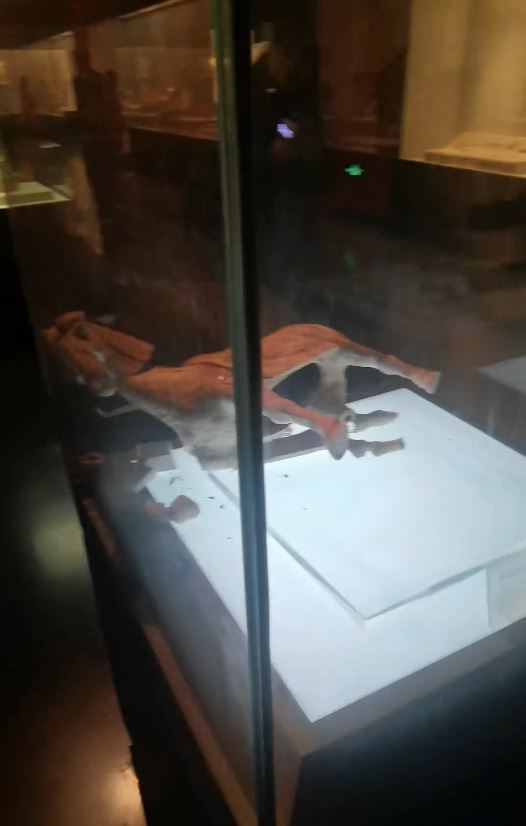 洛陽博物館的唐代陶馬在展示櫃內跌倒碎裂。抖音＠徐曉媛有泡菜