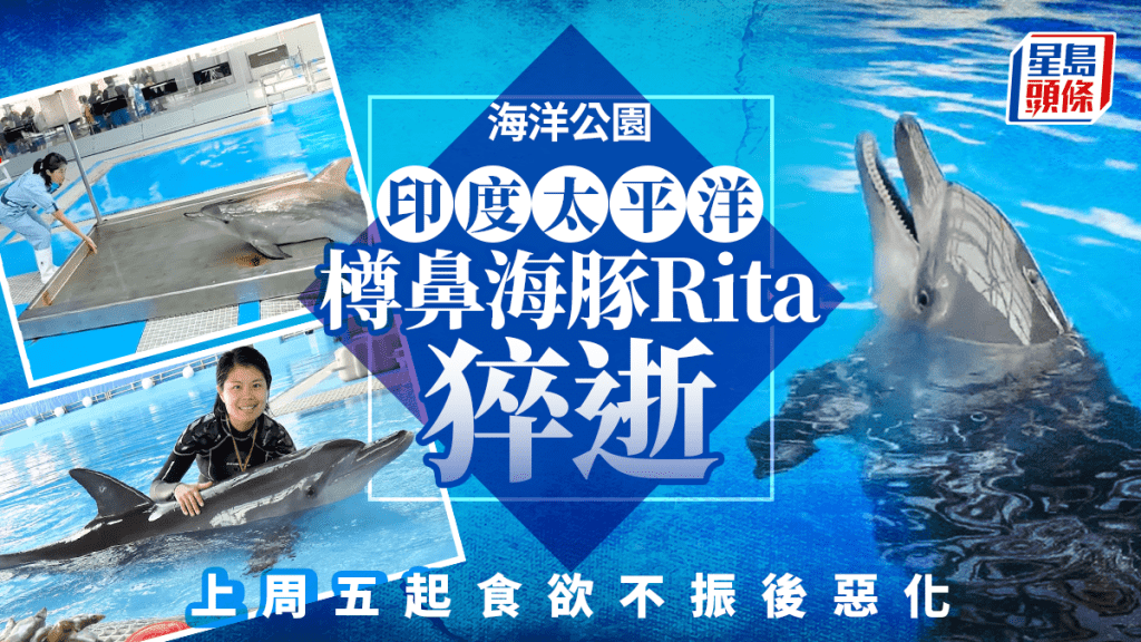 海洋公園護理員Angela同海豚Rita。