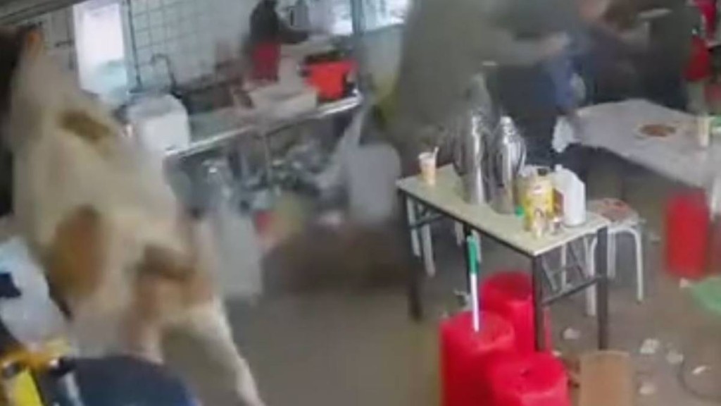 內蒙古有牛隻發狂衝入餐館大肆破壞。抖音