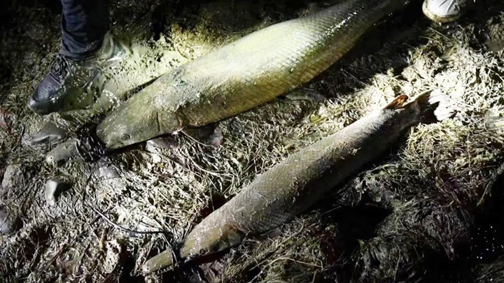 汝州雲禪湖發現的「怪魚」經抽水行動後已被捕獲。網上圖片