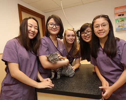 港人喜歡養寵物，導致獸醫的需求量日增。