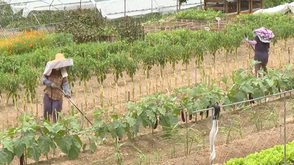 漁護署希望透過復育有特色或具本地歷史背景的農作物品種，為農產品提供賣點。政府新聞處影片截圖