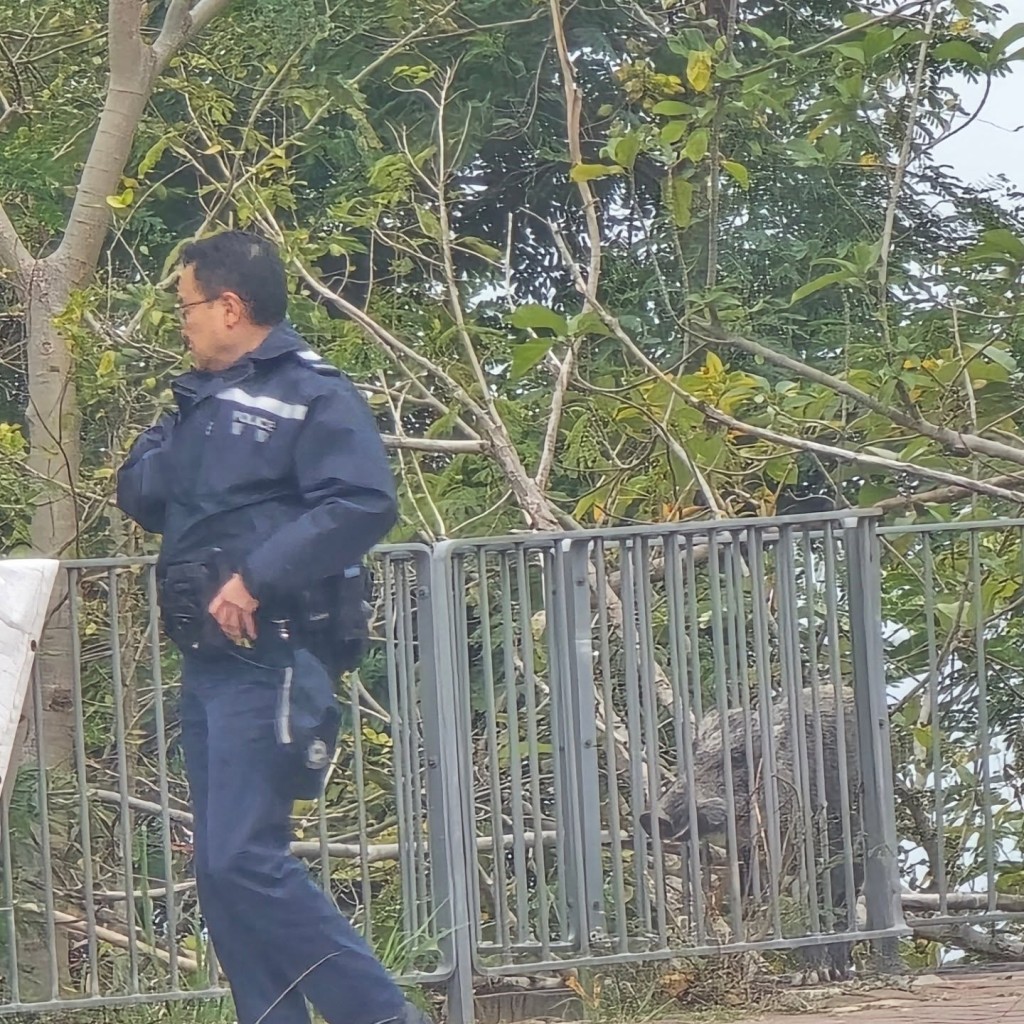 野豬的頭部夾在鐵欄之間動彈不得。threads圖片