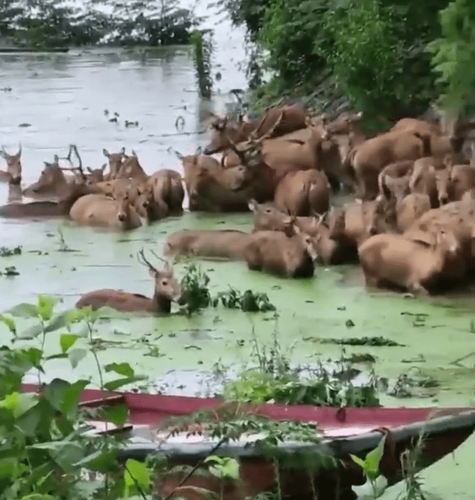 麋鹿群上岸避洪水，目击者称有六七十只。