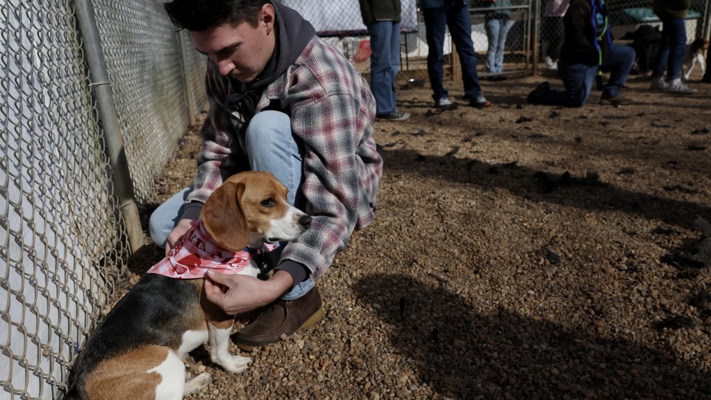 获救比高犬与主人参加SPCA举办的团聚活动。 路透社