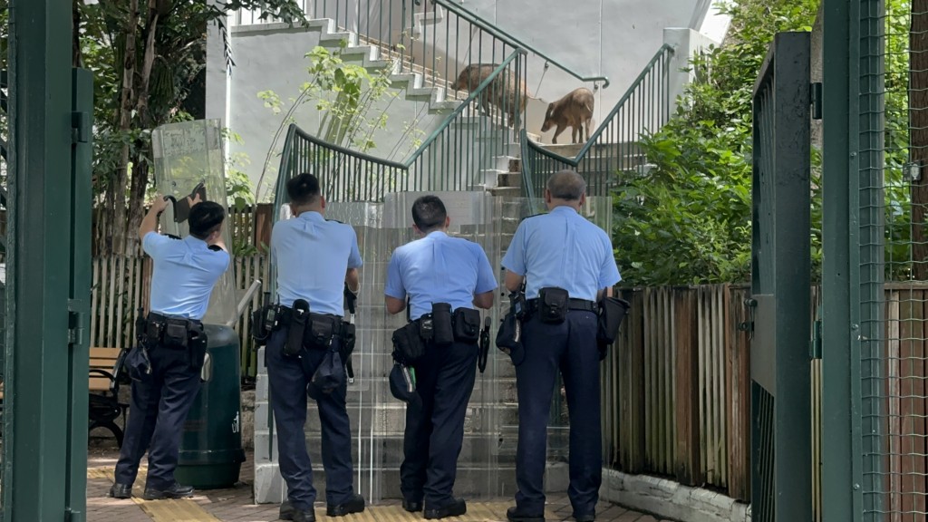 警员持盾牌围捕野猪。