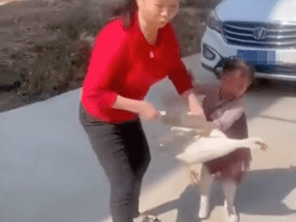 女童希望可以把鴨子當寵物養。網上影片截圖