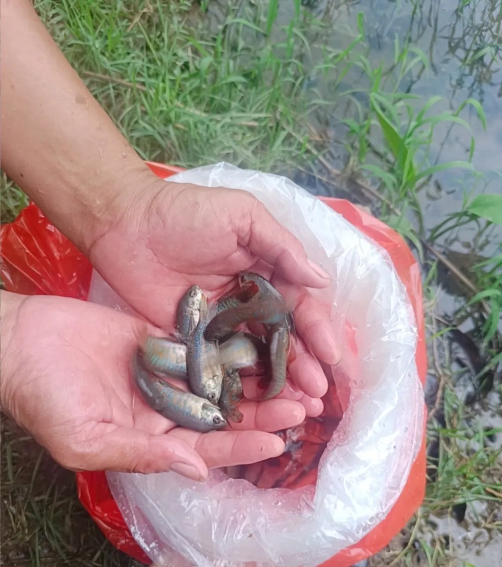 投放的魚苗以蚊卵及蚊幼蟲為食。央廣網
