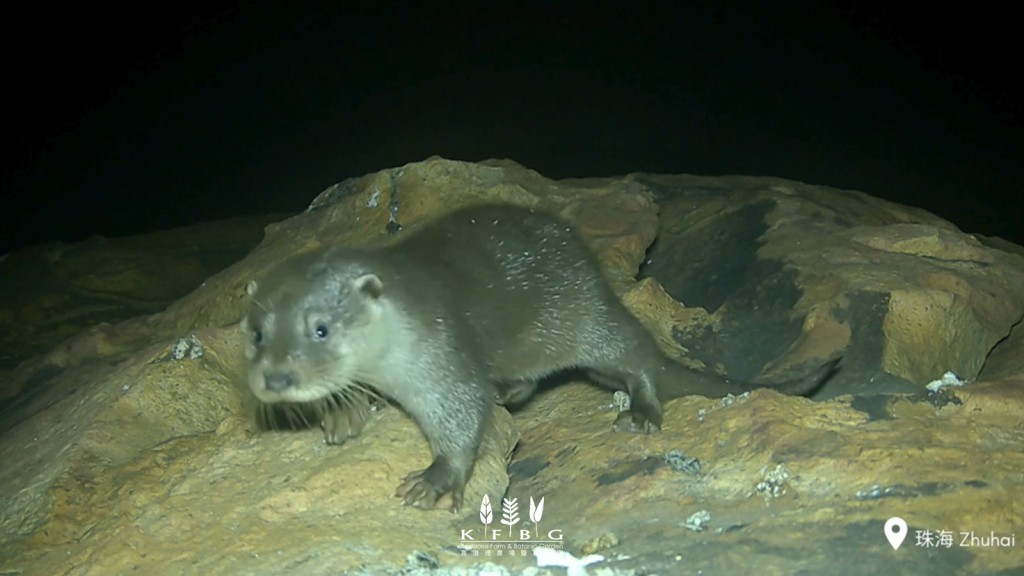 歐亞水獺在本港屬極度瀕危動物。嘉道理農場及植物園facebook圖片