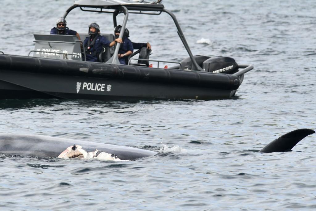 小鯨魚屍體在海中漂浮。盧江球攝