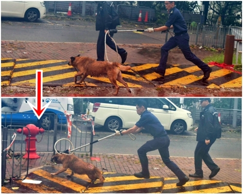 愛護動物協會人員到場,企圖以繩圈捕捉不果。